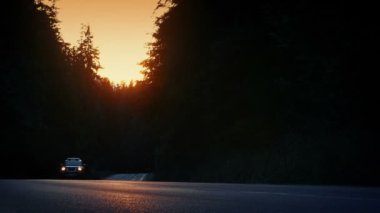 Gün batımında Uzun Ağaçlar Arasında Araba Sürüşü