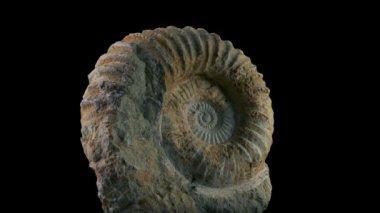 Fosilleşmiş Jurasik Deniz Yaratığı Dönen Vuruşu