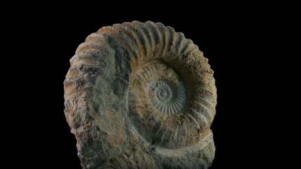 Fossilized Jurassic Sea Creature Περιστρεφόμενη Βολή — Αρχείο Βίντεο