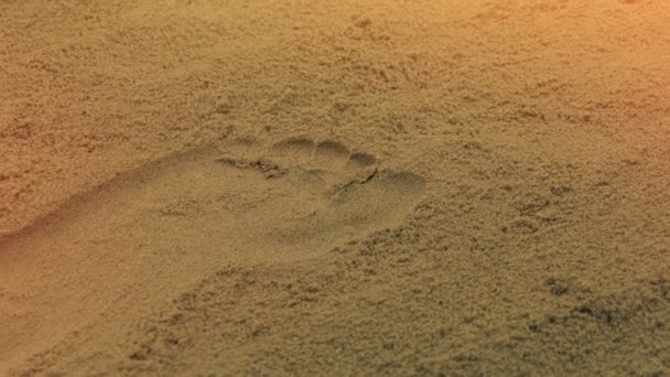 Песок Песке Закате — стоковое видео