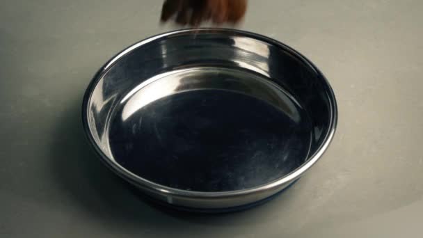 Alimentar Perro Gato Con Comida Enlatada — Vídeo de stock