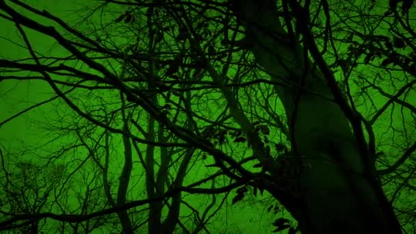 Gruseliger Grüner Halloween Waldumzug — Stockvideo
