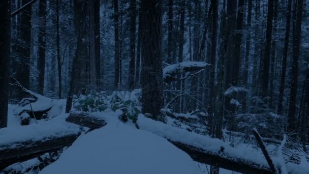 Baumstämme Späten Abend Schnee Begraben — Stockvideo