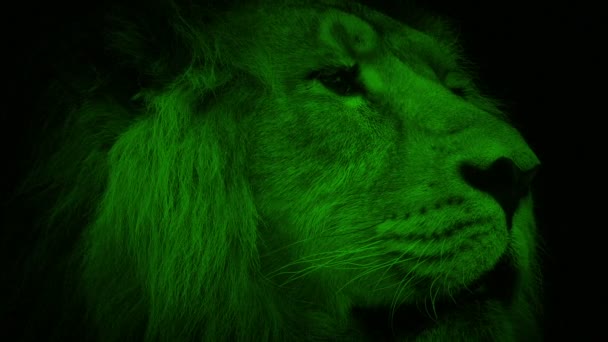 Nightvision Lion Mira Alrededor Selva — Vídeo de stock