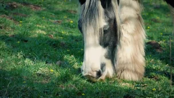Paard Grazen Zonnige Weide Closeup — Stockvideo
