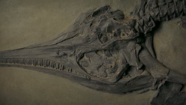 Förhistorisk Fisk Skelett Naturhistoria Display — Stockvideo