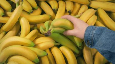 Toplanan Muzlar - Bunches ve Bekar Muzlar