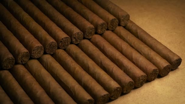 Cigars Rows Tobacco Business — Stock Video