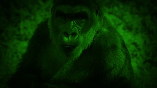 Νυχτερινή Όραση Κοκκώδης Τροφή Της Γορίλλας Στη Ζούγκλα — Αρχείο Βίντεο
