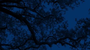 Rüzgarlı bir gecede Yapraklı Ağaç Dalları