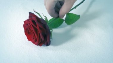 Erkek Rose 'u Dışarıda Karda Yerleştirdi