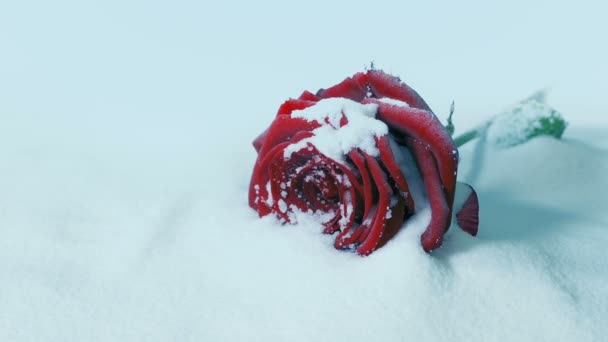 Rose Rouge Dans Neige Tir Rotatif — Video