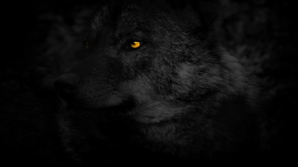 Großer Wolf Schaut Sich Mit Leuchtend Orangefarbenen Augen — Stockvideo