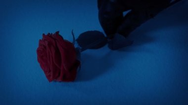 Kırmızı gül karanlıkta yere seriliyor.