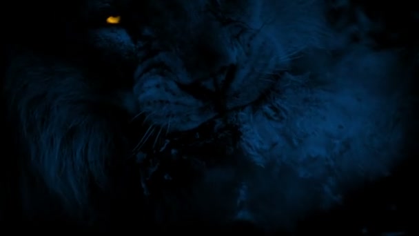 ライオンは目を輝かせて夜に肉を食べる — ストック動画