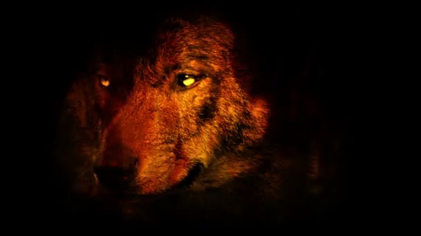 Loup Grogne Dans Feu Avec Des Yeux Brillants — Video