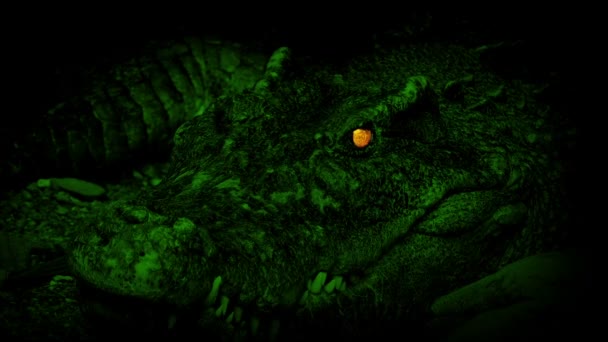 Krokodil Mit Leuchtenden Augen Sumpf — Stockvideo