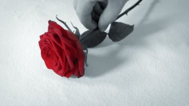 Kırmızı gül Siyah ve Beyaz Soyut yaz