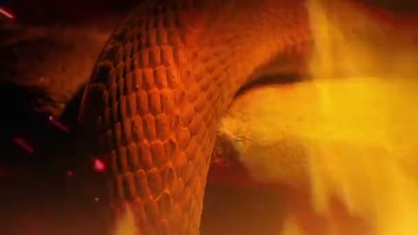 Snake Moving Fire Burning Foreground — Stock Video