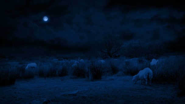月明かりの中の野生の風景で羊の放牧 — ストック動画