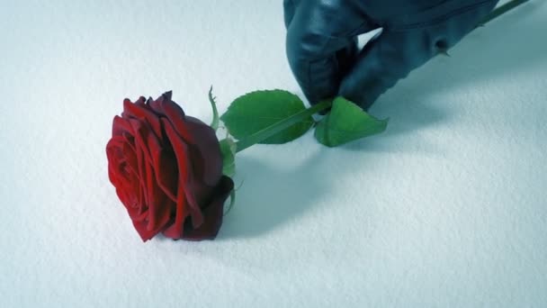 戴眼镜的手把玫瑰放在雪地上 — 图库视频影像