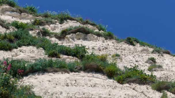 Coastal Cliff Top Sunny Day — Stock video