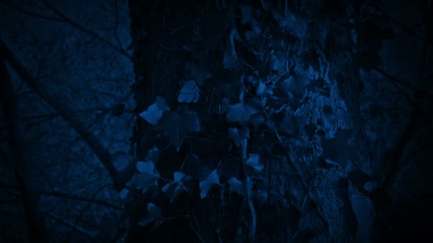 Efeu Bedeckte Baumstämme Der Nacht — Stockvideo