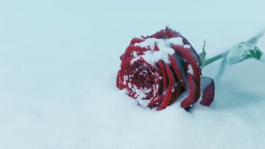 Karda bir gül geçiyor