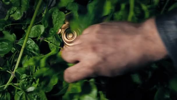 Aztécký Zlatý Muž Postava Odhalena Džunglí — Stock video
