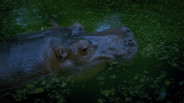 Hipopopotam Idzie Pod Wodą Dżungli Wieczorem — Wideo stockowe