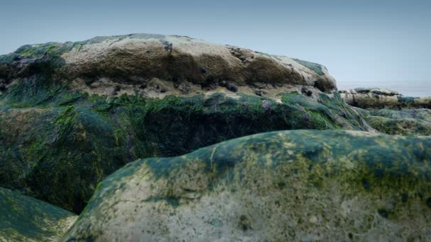 Βράχοι Καλυμμένοι Πεταλίδες Δίπλα Στη Θάλασσα — Αρχείο Βίντεο