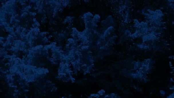 Bushy Drzewo Silnym Wietrze Świetle Księżyca — Wideo stockowe