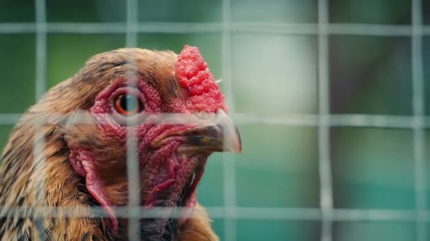 Pollo Colpo Stato Primi Piani Colpi — Video Stock