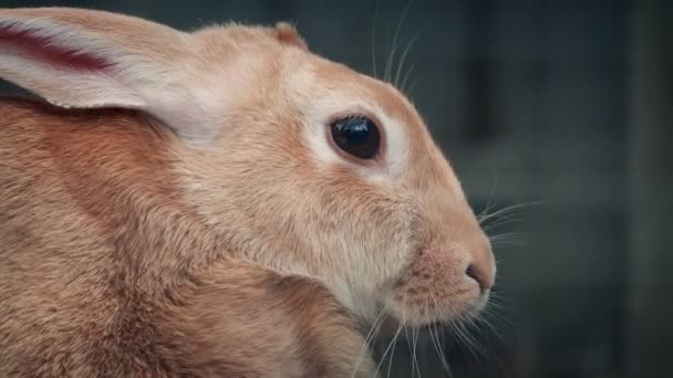 Tavşan Hutch Yiyor Dinleniyor — Stok video