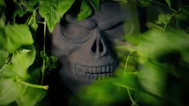 Tribal Rock Skull Avslöjas Från Bakom Djungeln Vines — Stockvideo