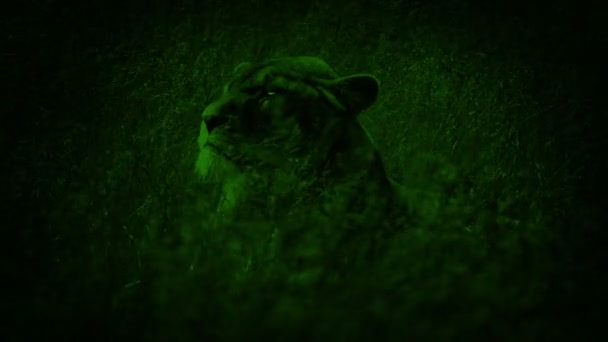 Gece Görüşlü Aslan Parlayan Gözlerle Yukarı Bakar — Stok video