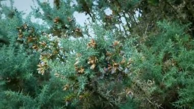 Rüzgarda Gorse Çiçekleri
