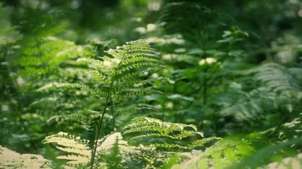 Fern Słonecznym Lesie Szczegóły — Wideo stockowe