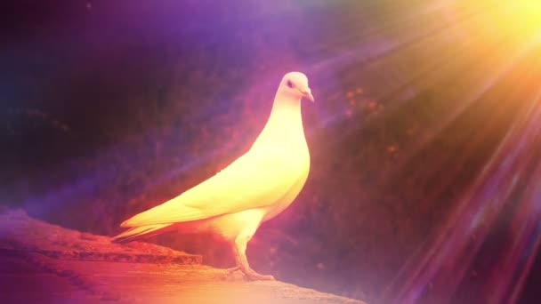 Psikedelik Beyaz Kuş Rüyası Uçuyor — Stok video