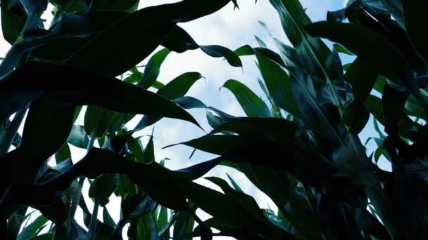 Uprawy Kukurydzy Kołysząc Się Nad Głową Polu — Wideo stockowe