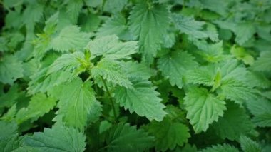 Breeze Yılında Stinging Isırgan Bitki