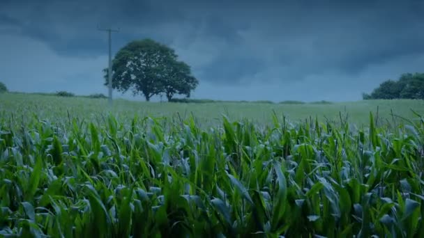 Pole Kukuřice Úroda Větrném Večeru — Stock video