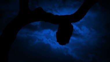 Ayışığı Gecesinde Yarasa Uzanıyor ve Uçuyor