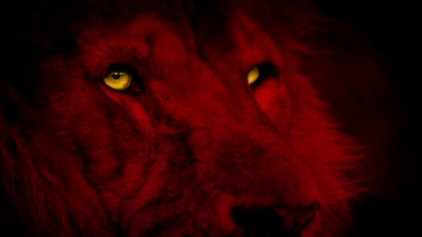Czerwony Lew Twarz Żółtymi Świecącymi Oczami — Wideo stockowe