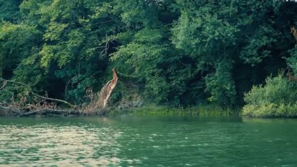 Zeilen Voorbij Een Omgevallen Ondergedompelde Boom Rivier — Stockvideo