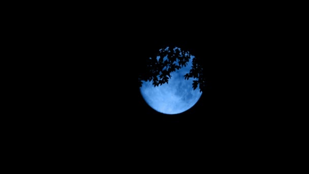 Luna Vista Attraverso Foglie Degli Alberi Notte — Video Stock