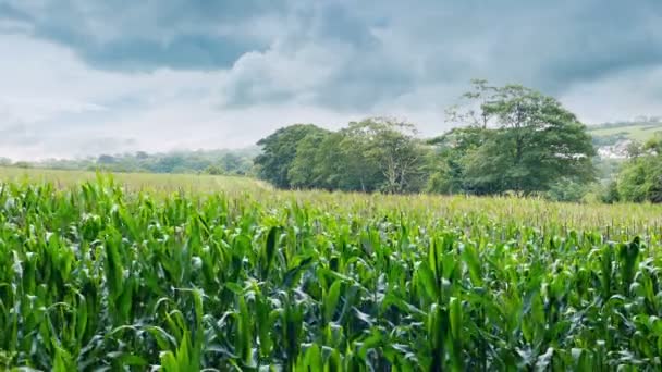 Pole Kukuřice Vánku Zemědělství Staple Food Crop — Stock video