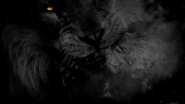 Lion Biting Meat Monochrome Met Gele Ogen — Stockvideo
