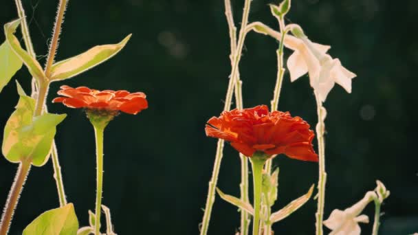 Κόκκινα Λουλούδια Λάμπουν Φως Του Ήλιου Βράδυ — Αρχείο Βίντεο