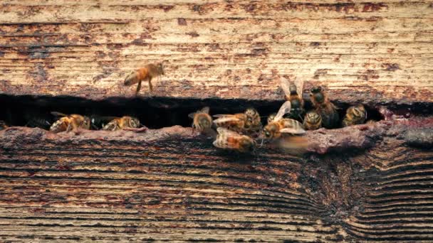 Hive Met Honingbijen Zoemen — Stockvideo